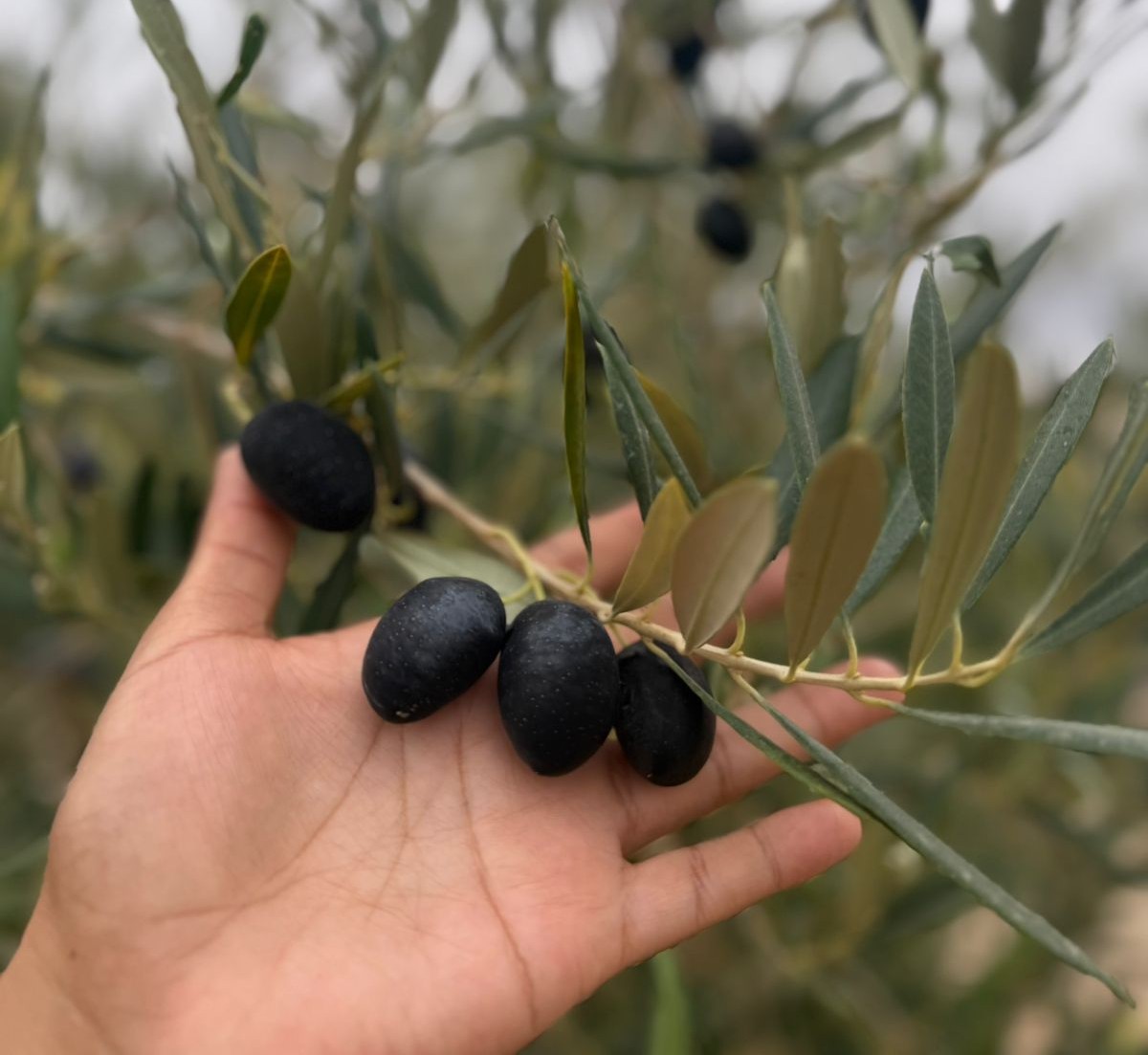 Aceitunas
