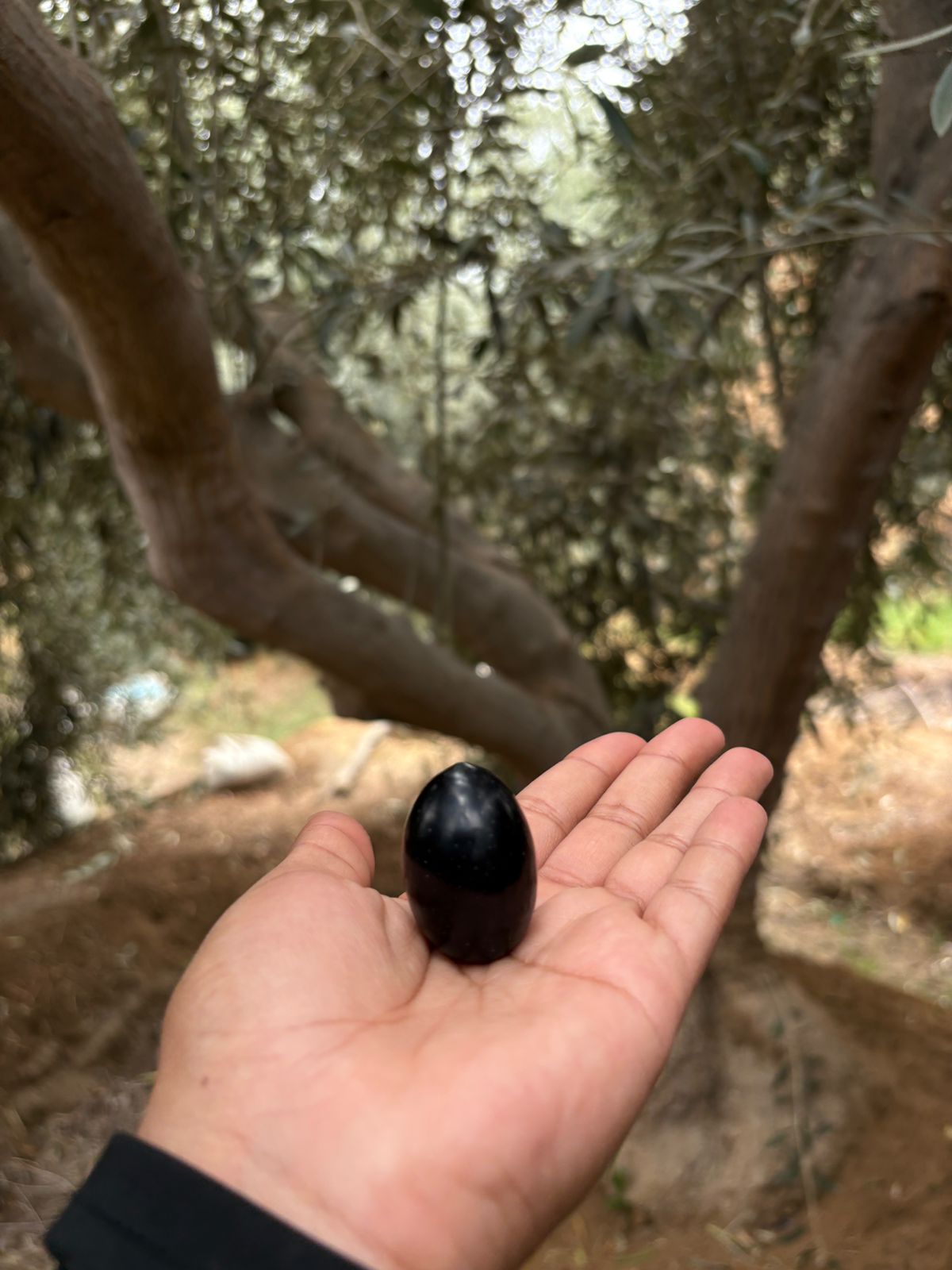 Aceituna