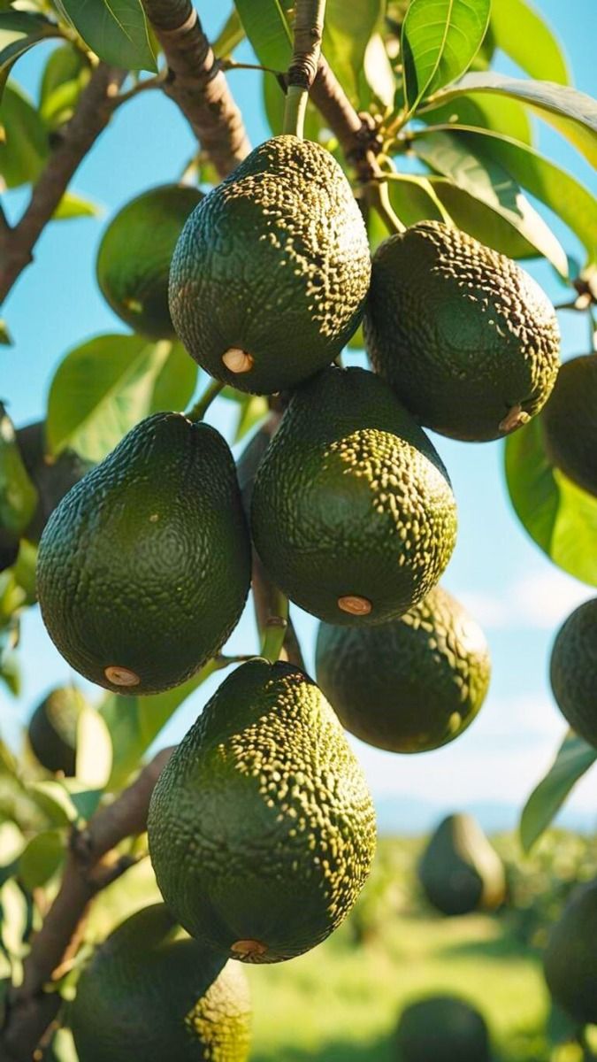 Palta Hass