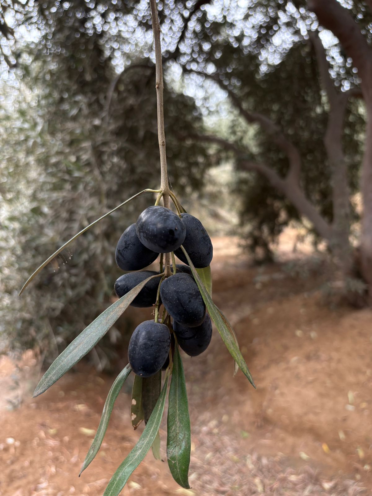 Aceituna Negra