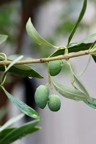 Aceituna Negra